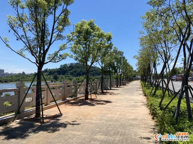 宁德市区多条道路周边花草“不翼而飞”？-13.jpg
