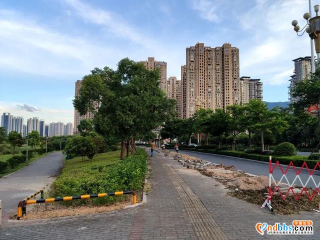 宁德市区多条道路周边花草“不翼而飞”？-18.jpg
