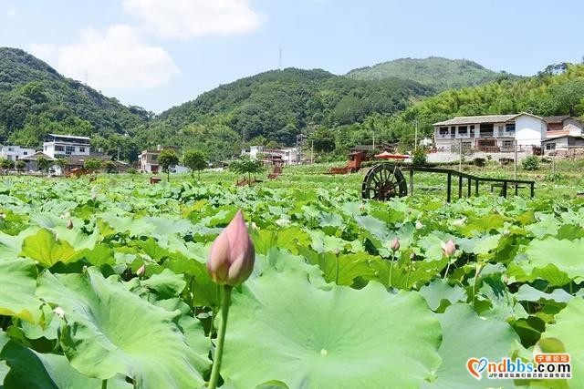 夏日限定！打卡宁德9处唯美荷塘，捕捉28℃初夏温柔-4.jpg