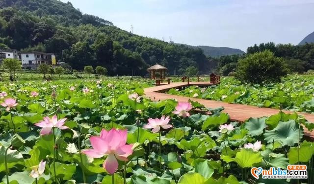 夏日限定！打卡宁德9处唯美荷塘，捕捉28℃初夏温柔-5.jpg