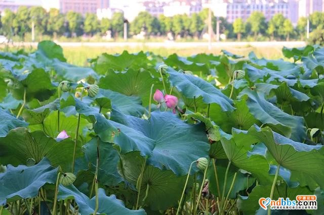 夏日限定！打卡宁德9处唯美荷塘，捕捉28℃初夏温柔-10.jpg