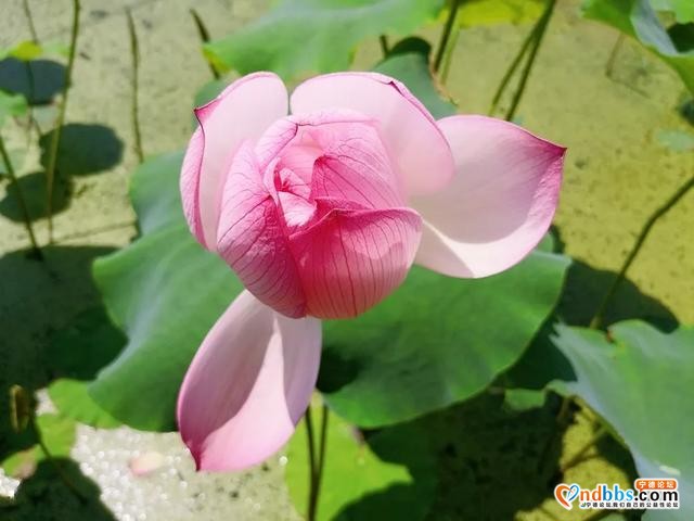 夏日限定！打卡宁德9处唯美荷塘，捕捉28℃初夏温柔-7.jpg