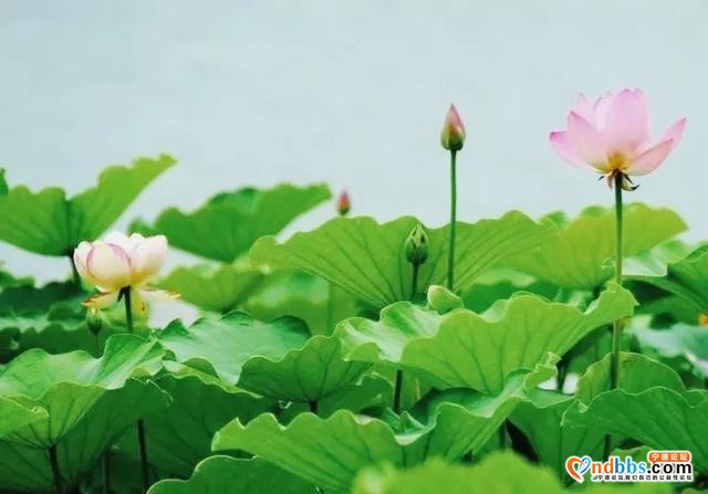 夏日限定！打卡宁德9处唯美荷塘，捕捉28℃初夏温柔-17.jpg