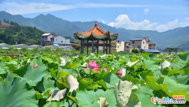 夏日限定！打卡宁德9处唯美荷塘，捕捉28℃初夏温柔-19.jpg