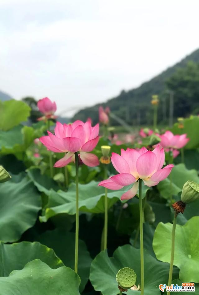 夏日限定！打卡宁德9处唯美荷塘，捕捉28℃初夏温柔-24.jpg