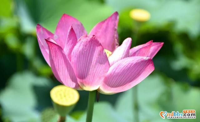 夏日限定！打卡宁德9处唯美荷塘，捕捉28℃初夏温柔-20.jpg