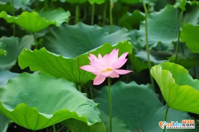 夏日限定！打卡宁德9处唯美荷塘，捕捉28℃初夏温柔-32.jpg
