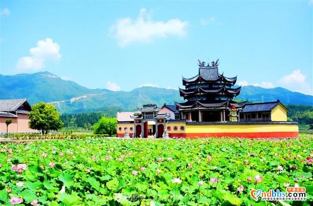 夏日限定！打卡宁德9处唯美荷塘，捕捉28℃初夏温柔-35.jpg