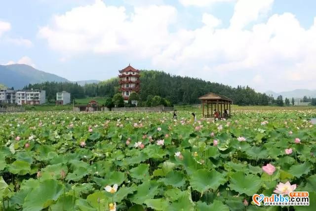 夏日限定！打卡宁德9处唯美荷塘，捕捉28℃初夏温柔-36.jpg