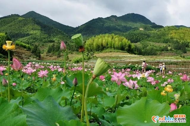 夏日限定！打卡宁德9处唯美荷塘，捕捉28℃初夏温柔-39.jpg