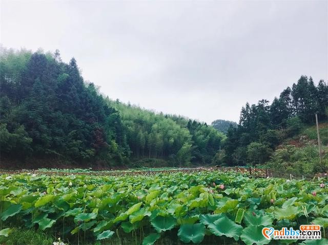 夏日限定！打卡宁德9处唯美荷塘，捕捉28℃初夏温柔-43.jpg