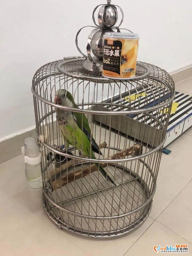 网购“萌宠”需谨慎，福建宁德蕉城三男子饲养鹦鹉被抓-3.jpg