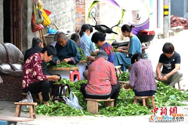 宁德：摆脱贫困！来看看闽东这只“弱鸟”如何飞起来的-21.jpg