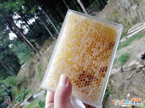 今天刚割的纯天然土蜂蜜-1.jpg