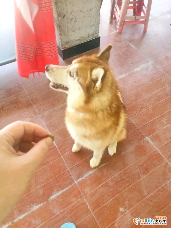 成年哈士奇领养，有喜欢狗的吗？狗子在霞浦！300求领养，一年-2.jpg