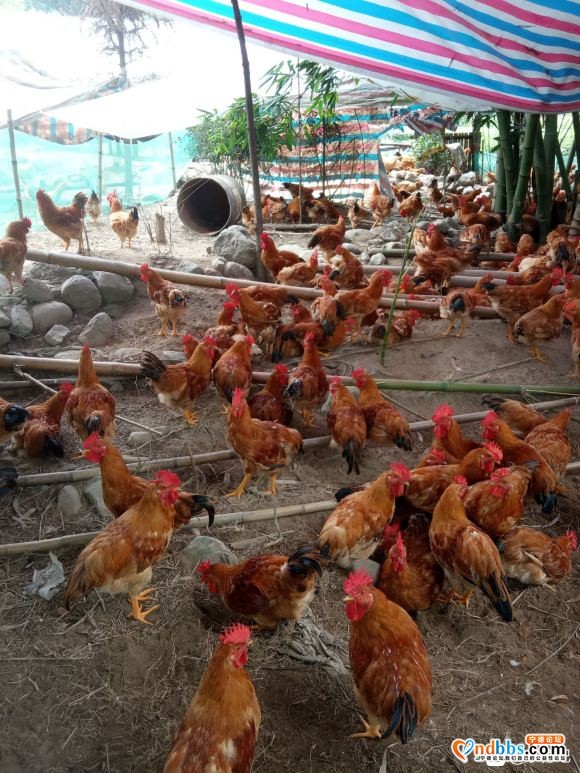 正宗河田鸡，纯饲料喂养 全部山上放养。宁德本地养殖场。目前有-2.jpg