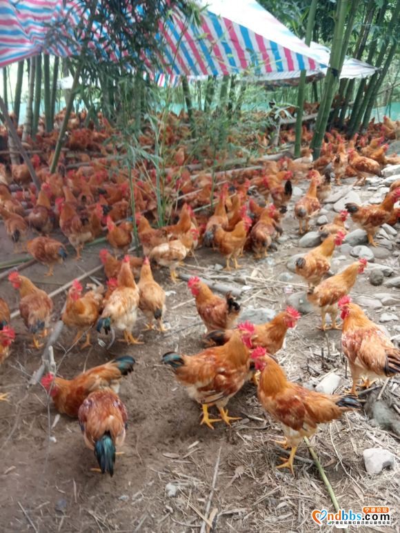 正宗河田鸡，纯饲料喂养 全部山上放养。宁德本地养殖场。目前有-1.jpg