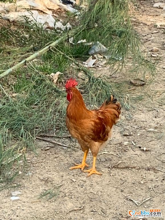 正宗河田鸡，纯饲料喂养 全部山上放养。宁德本地养殖场。目前有-4.jpg