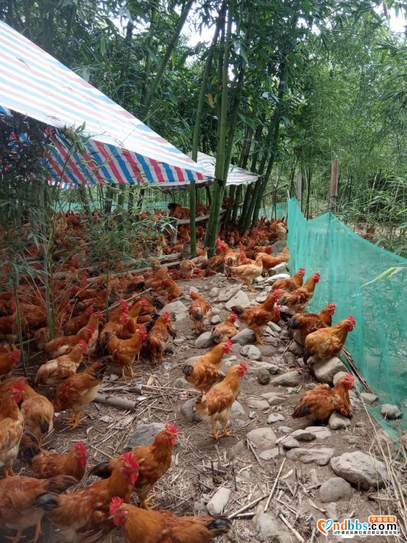 正宗河田鸡，纯饲料喂养 全部山上放养。宁德本地养殖场。目前有-3.jpg