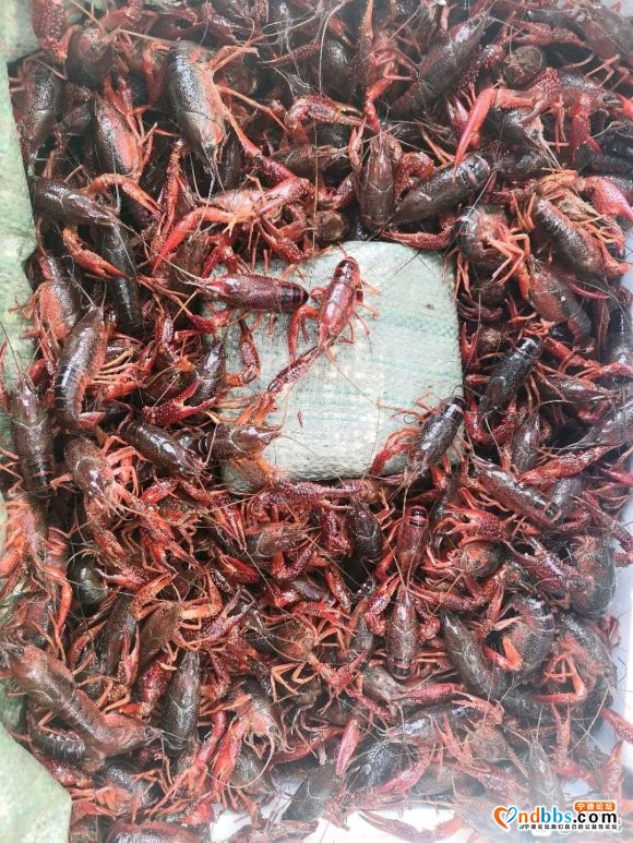 7.1小龙虾价格：345钱 15/斤 456钱 18/斤 4-1.jpg
