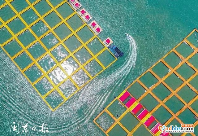 亮丽、整洁、有序，升级版的“海上田园”好靓-3.jpg