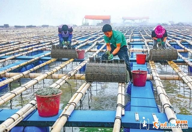 亮丽、整洁、有序，升级版的“海上田园”好靓-7.jpg