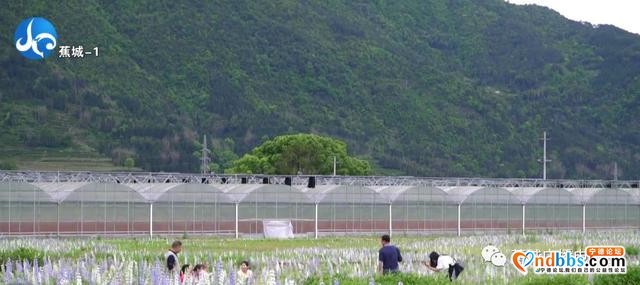 我爱大美蕉城！步步皆景绿意盎然，一座一直在生长的城市-16.jpg