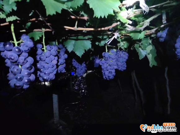 摆摊摆摊有需要的找我，象环巨峰葡萄过几天上市。-2.jpg