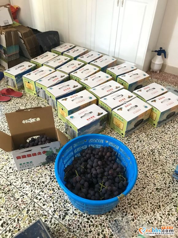 摆摊摆摊有需要的找我，象环巨峰葡萄过几天上市。-1.jpg