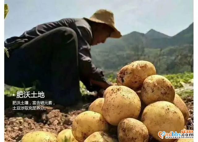 一颗来自周宁高山土豆的自白：看我72变...-9.jpg