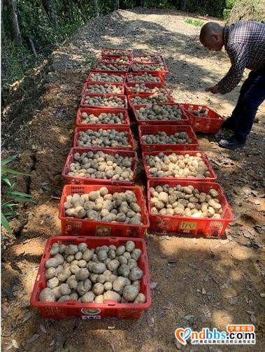 一颗来自周宁高山土豆的自白：看我72变...-21.jpg