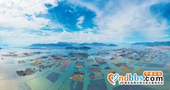 宁德霞浦：海上水产养殖焕新貌-1.jpg