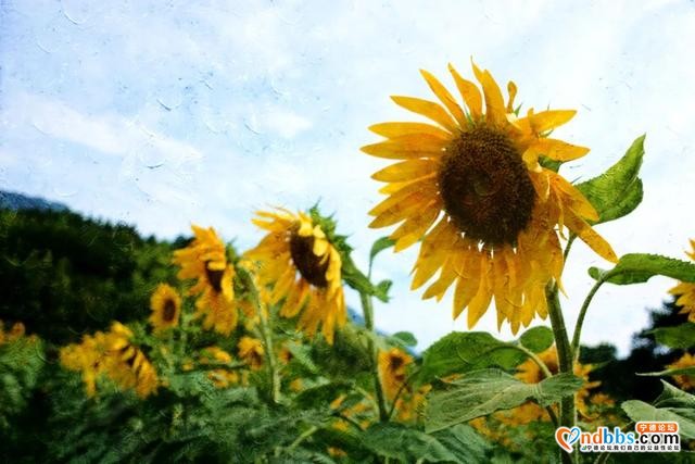美感爆棚！虎贝文峰村30亩向日葵花海等风也等您-5.jpg
