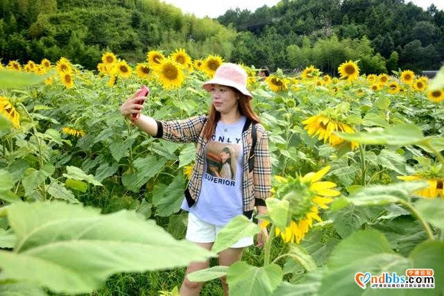美感爆棚！虎贝文峰村30亩向日葵花海等风也等您-7.jpg