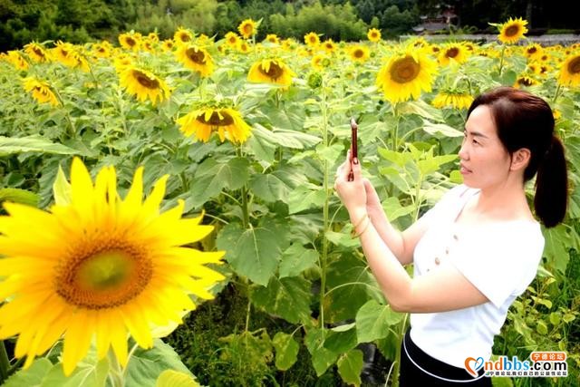 美感爆棚！虎贝文峰村30亩向日葵花海等风也等您-6.jpg