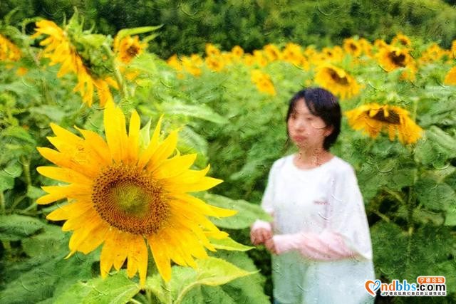 美感爆棚！虎贝文峰村30亩向日葵花海等风也等您-9.jpg