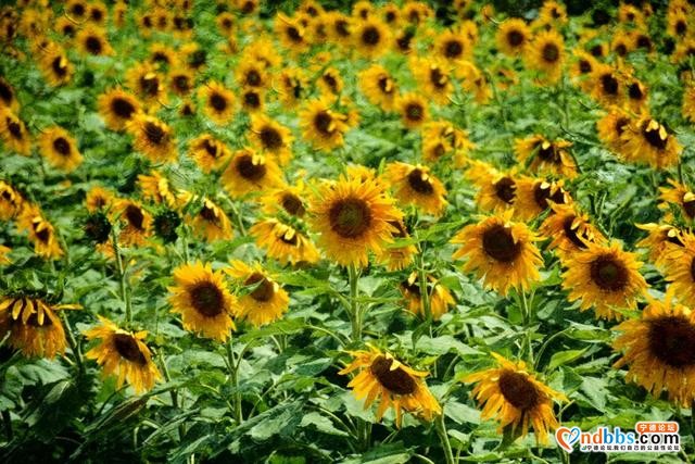 美感爆棚！虎贝文峰村30亩向日葵花海等风也等您-11.jpg