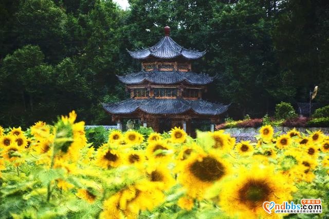 美感爆棚！虎贝文峰村30亩向日葵花海等风也等您-12.jpg