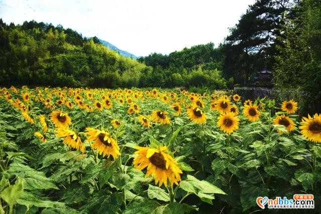 美感爆棚！虎贝文峰村30亩向日葵花海等风也等您-15.jpg