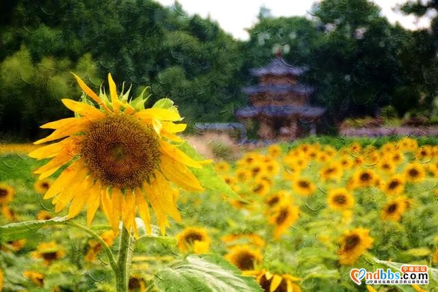 美感爆棚！虎贝文峰村30亩向日葵花海等风也等您-10.jpg