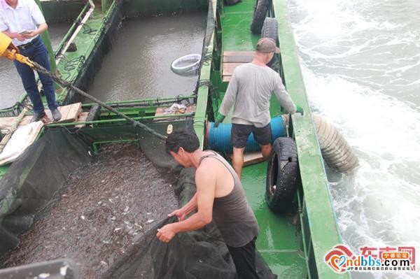蕉城：300万尾真鲷鱼苗放流三都澳海域 修复海洋生态环境-3.jpg