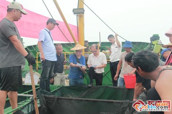 蕉城：300万尾真鲷鱼苗放流三都澳海域 修复海洋生态环境-1.jpg