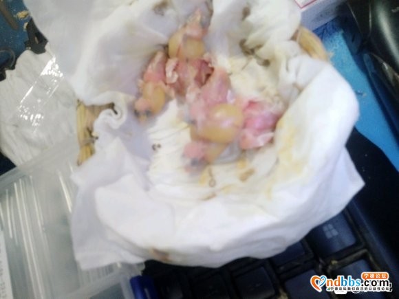 宁德有没有卖雏鸟的店铺-3.jpg