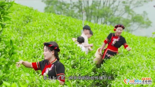 宁德本土茶叶网络线上品鉴推介平台首发亮相-12.jpg