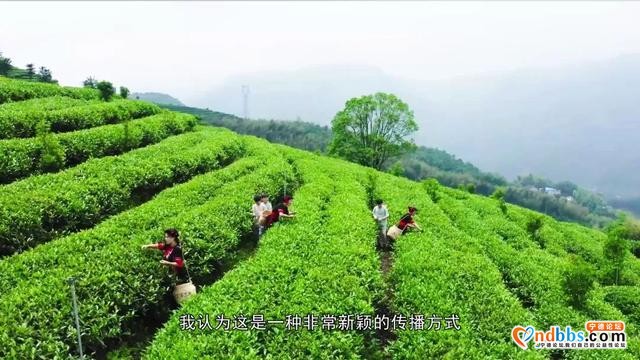 宁德本土茶叶网络线上品鉴推介平台首发亮相-11.jpg