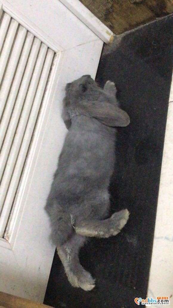 有人要养垂耳兔吗 因为一些原因不方便养 免费 北站附近-1.jpg