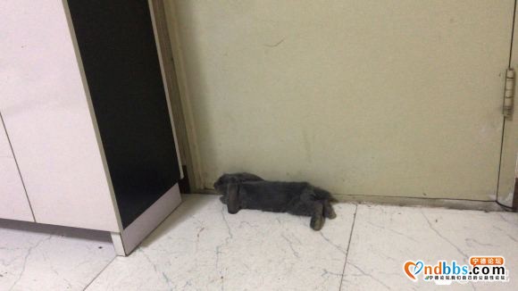 有人要养垂耳兔吗 因为一些原因不方便养 免费 北站附近-2.jpg