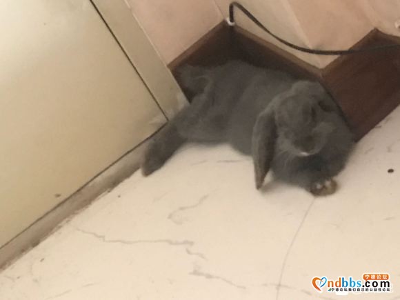 有人要养垂耳兔吗 因为一些原因不方便养 免费 北站附近-3.jpg