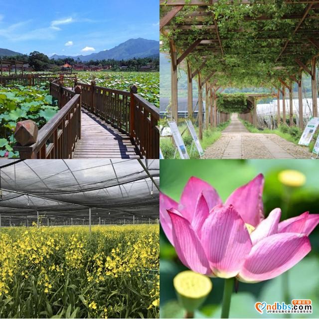 摘葡萄去九都！超巴适游玩的葡萄采摘地，周末约起-2.jpg