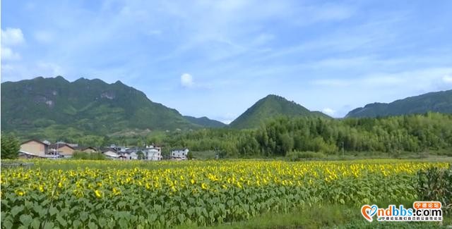 免费开放！蕉城新晋网红打卡点，大片向日葵盛放-2.jpg